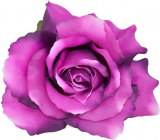 Ruža hlava Ø 8cm - Fialovo ružová
