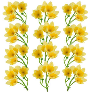 Narcis hlávky 4cm/12ks - Žltý 